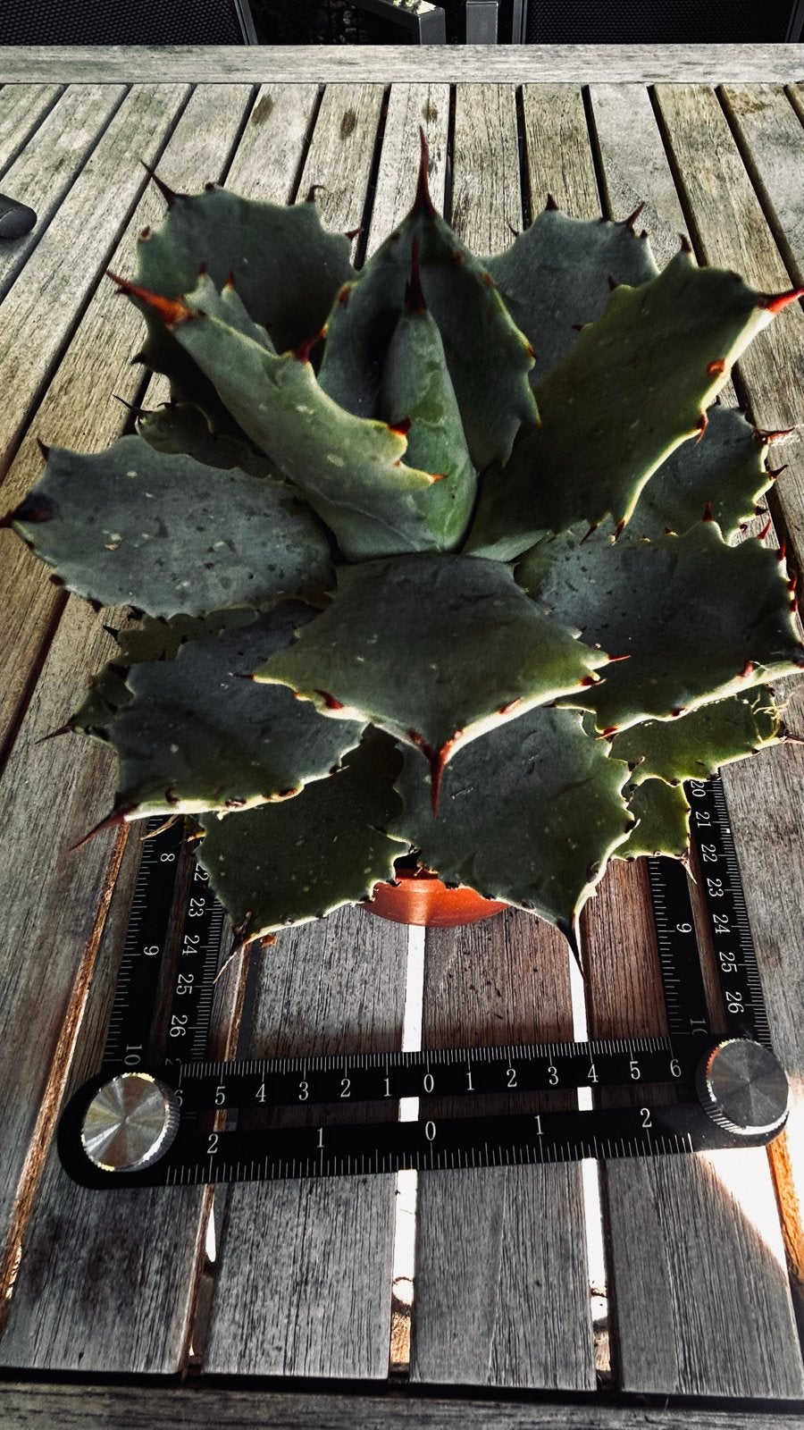 Agave potatorum- Sterke en onderhoudsarme succulent, Volle zon, Vaste plant, Bloeit niet, Ophalen