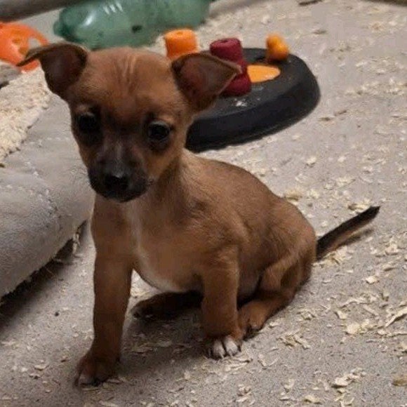 pincher pups, Dieren en Toebehoren, België, Particulier, Overige rassen, CDV (hondenziekte)