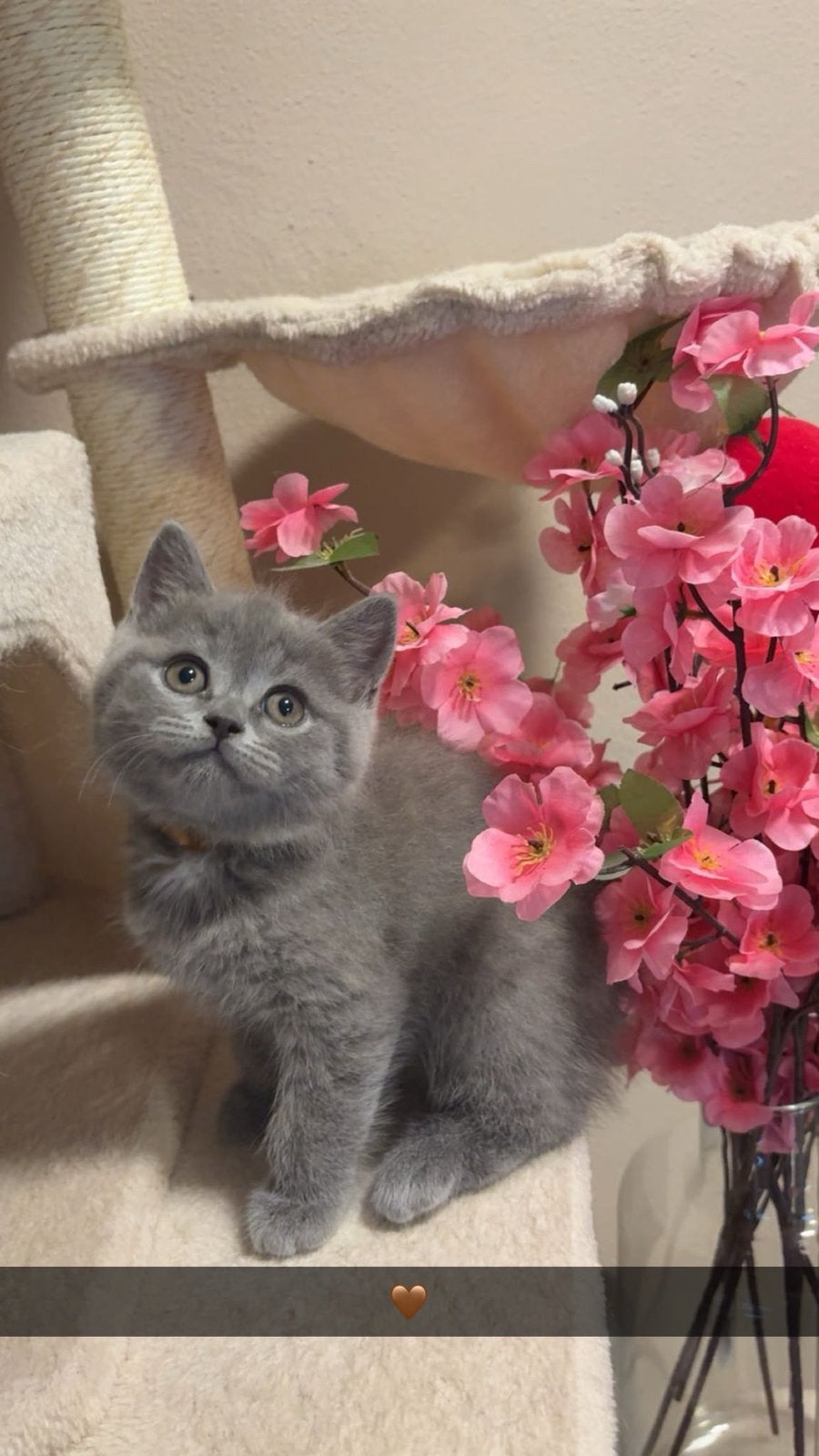 Britse korthaar kittens, Dieren en Toebehoren, Poes, Ontwormd