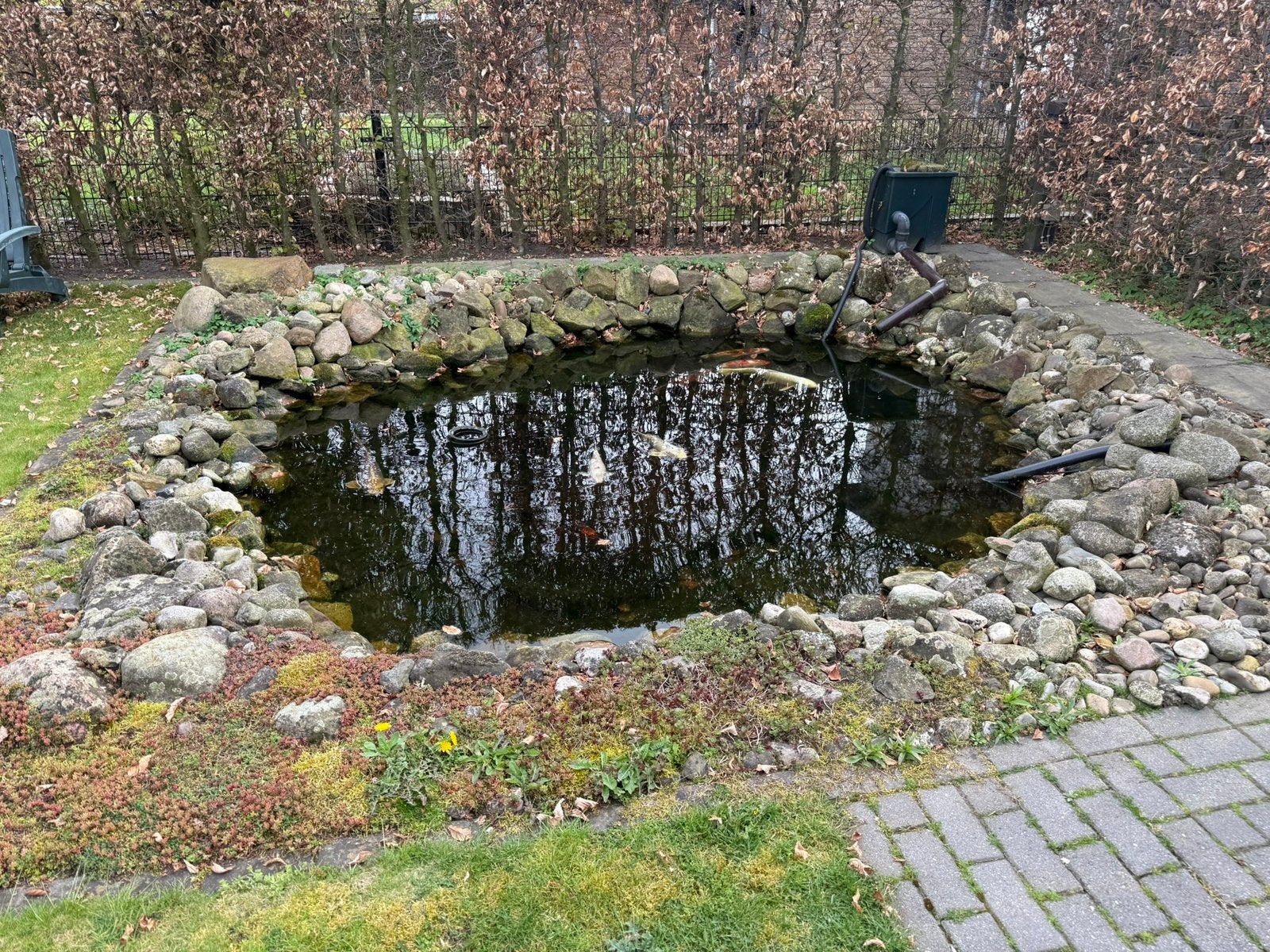 Complete vijver met 8 koi's, alles inclusief, Ophalen, Gebruikt
