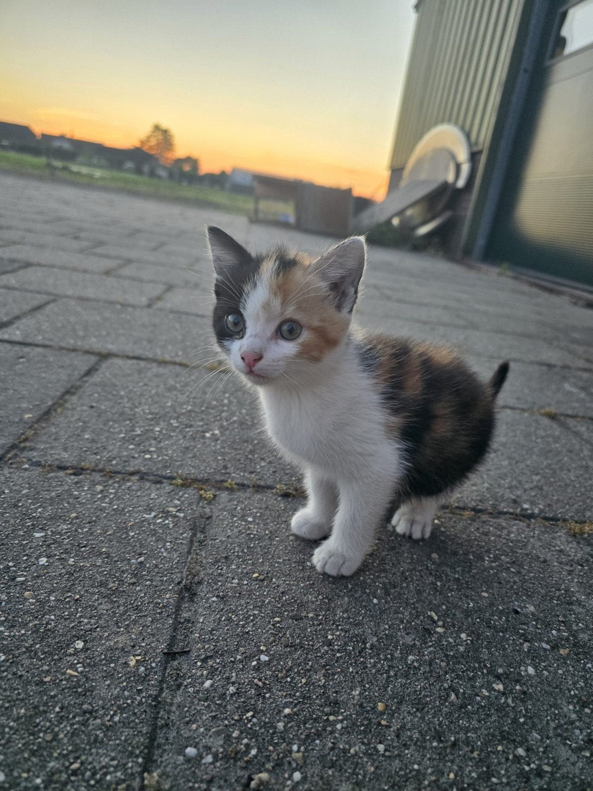 1 lapje vrouwtje, Dieren en Toebehoren, Poes, Kortharig, 0 tot 2 jaar