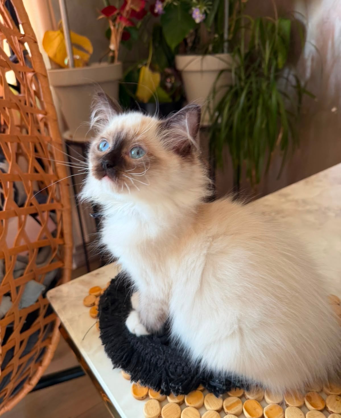 Ragdoll kittens, Meerdere dieren, Ontwormd, 0 tot 2 jaar