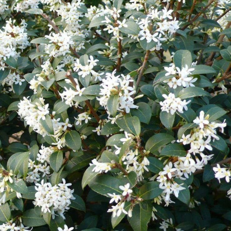 Osmanthus  burkwoodii / 70/80 cm pot / GROENBLIJVEND, Ophalen of Verzenden, Overige soorten, Struik