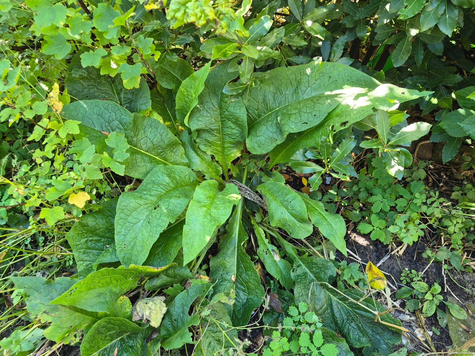 Grote Smeerwortel - Geneeskrachtige Vaste Plant, Ophalen, Vaste plant, Halfschaduw, Kruiden