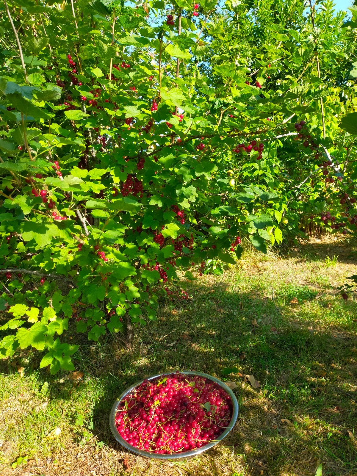 Aalbessen Rode witte bessen kruisbessen biologisch bui, Ophalen of Verzenden