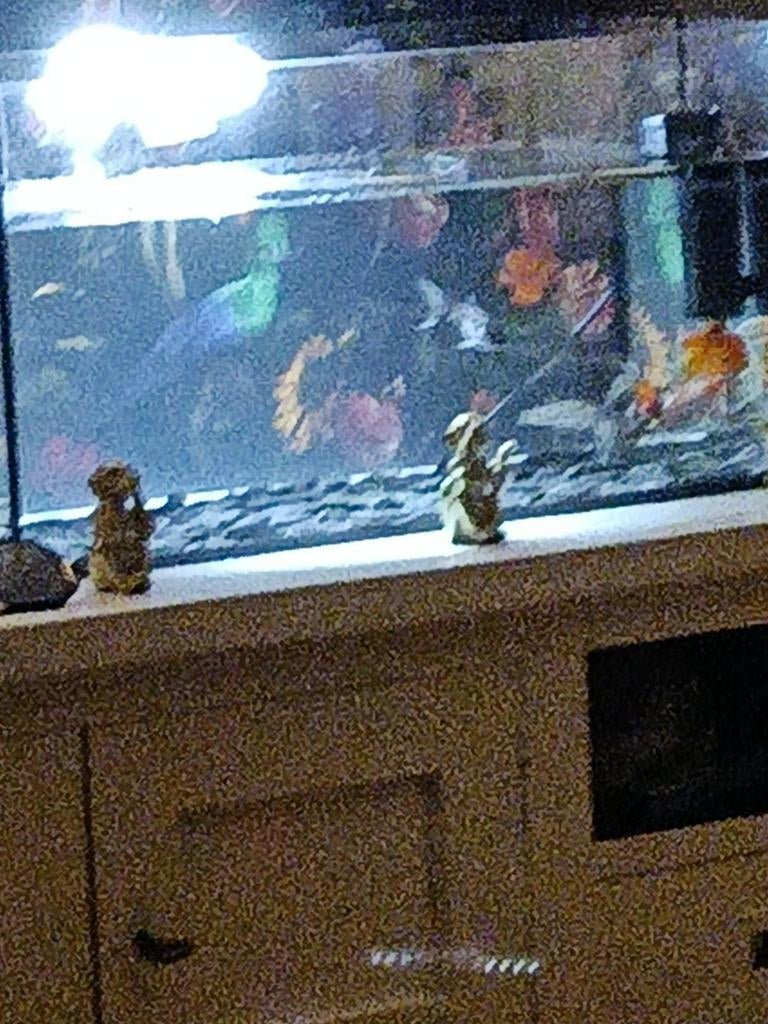 Een aquarium met 5 vissen, Ophalen of Verzenden, Zo goed als nieuw, Gevuld zoetwateraquarium
