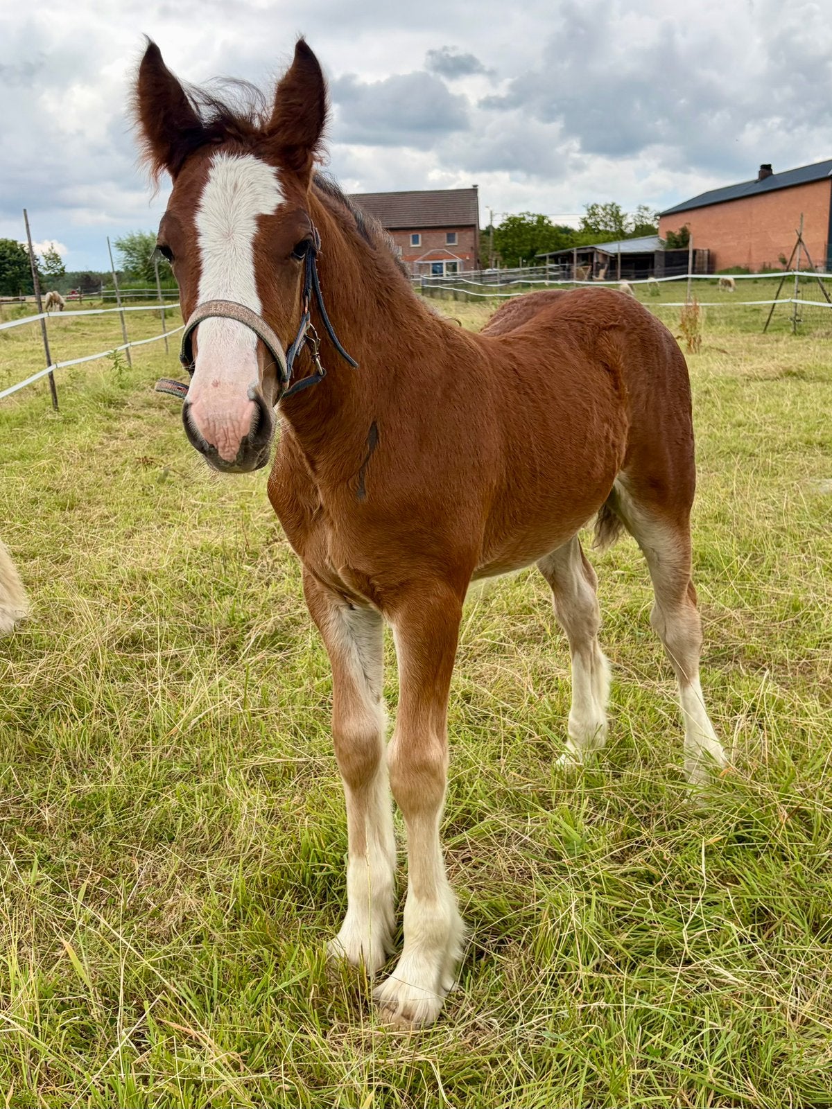 Tinker veulen, Dieren en Toebehoren, Paarden en Pony's | Overige Paardenspullen, Nieuw, Recreatie, Ophalen