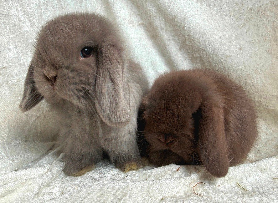Prachtig mooi lief handtam Minilop koppeltje broer-zus, Dieren en Toebehoren, Konijnen, Meerdere dieren, Klein, Hangoor, 0 tot 2 jaar