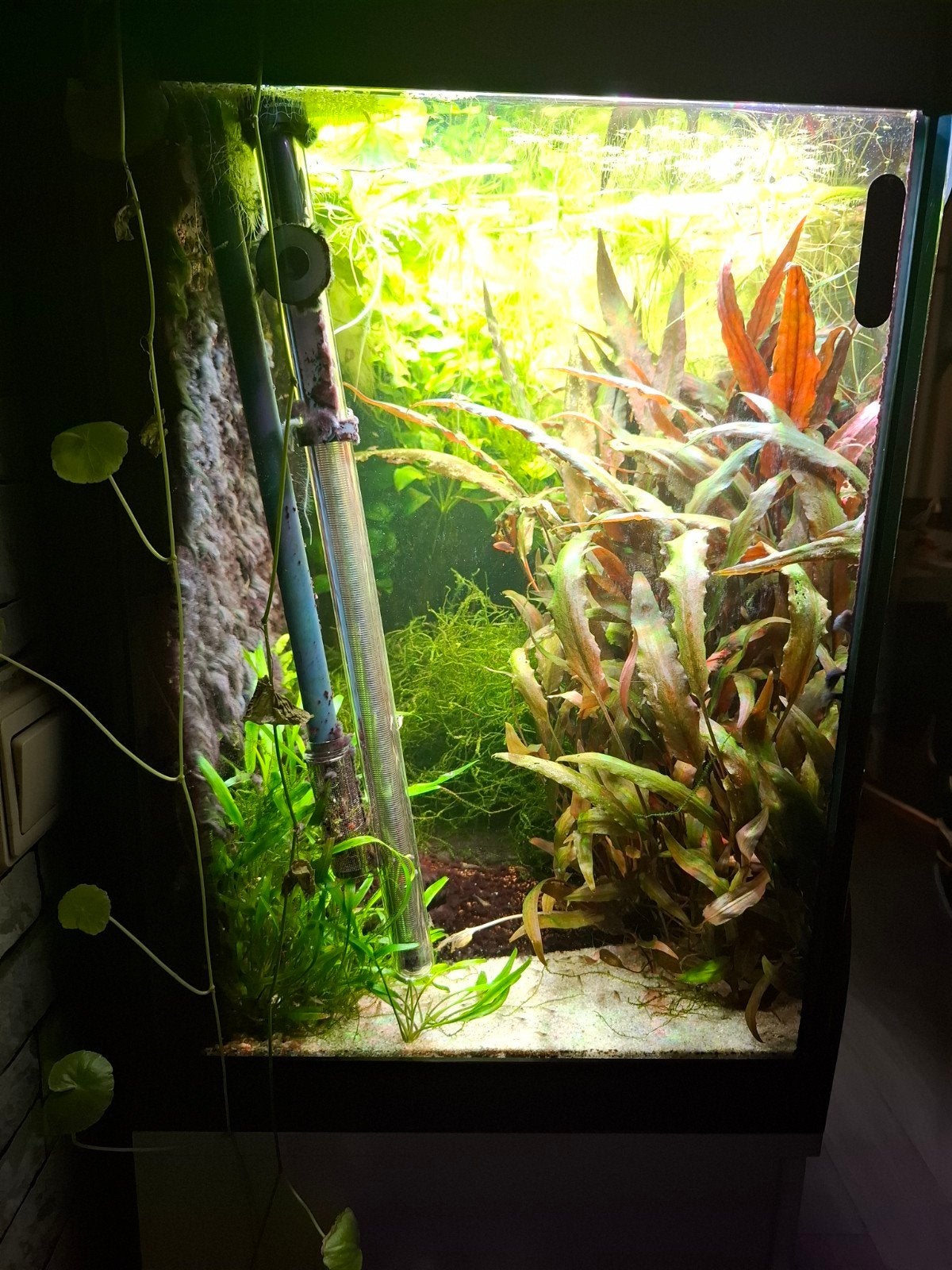Compleet draaiend nette Juwel vision 450, helialux, 2x Eheim, Ophalen, Inclusief controller, Gevuld zoetwateraquarium, Juwel