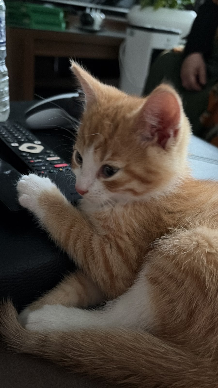 Kitten 9 weken, Dieren en Toebehoren, Katten en Kittens | Dekkaters, 0 tot 2 jaar