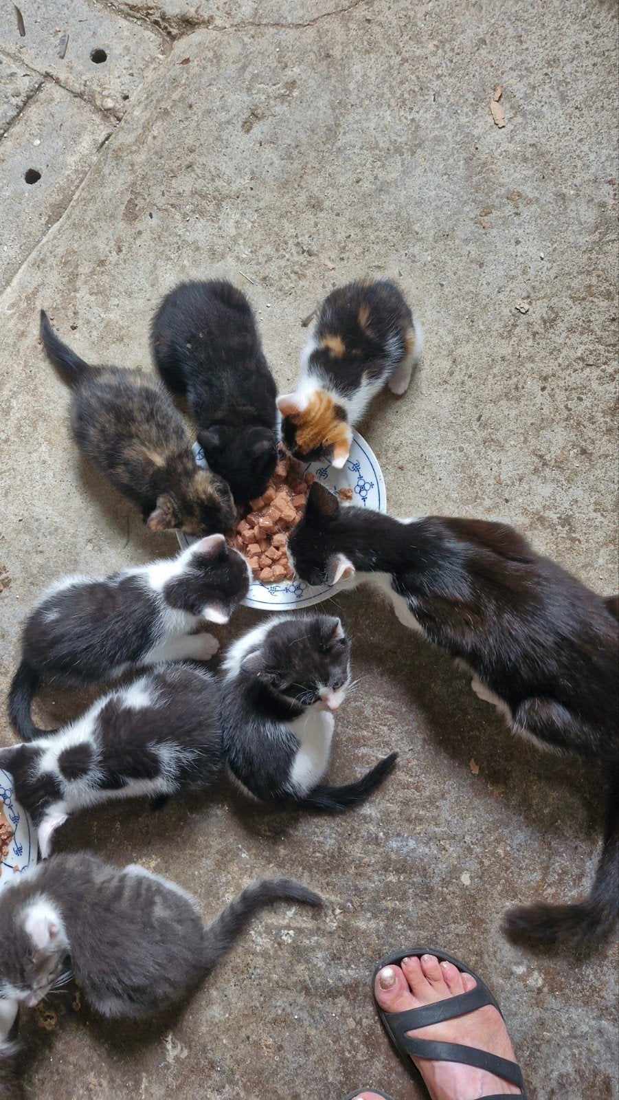 Te koop handtamme sociale kittens, Meerdere dieren