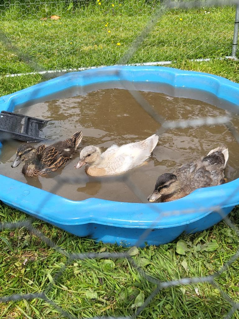 3 jonge kwakertjes 3 kleuren in 1 koop 100% kwaker!, Meerdere dieren, Eend