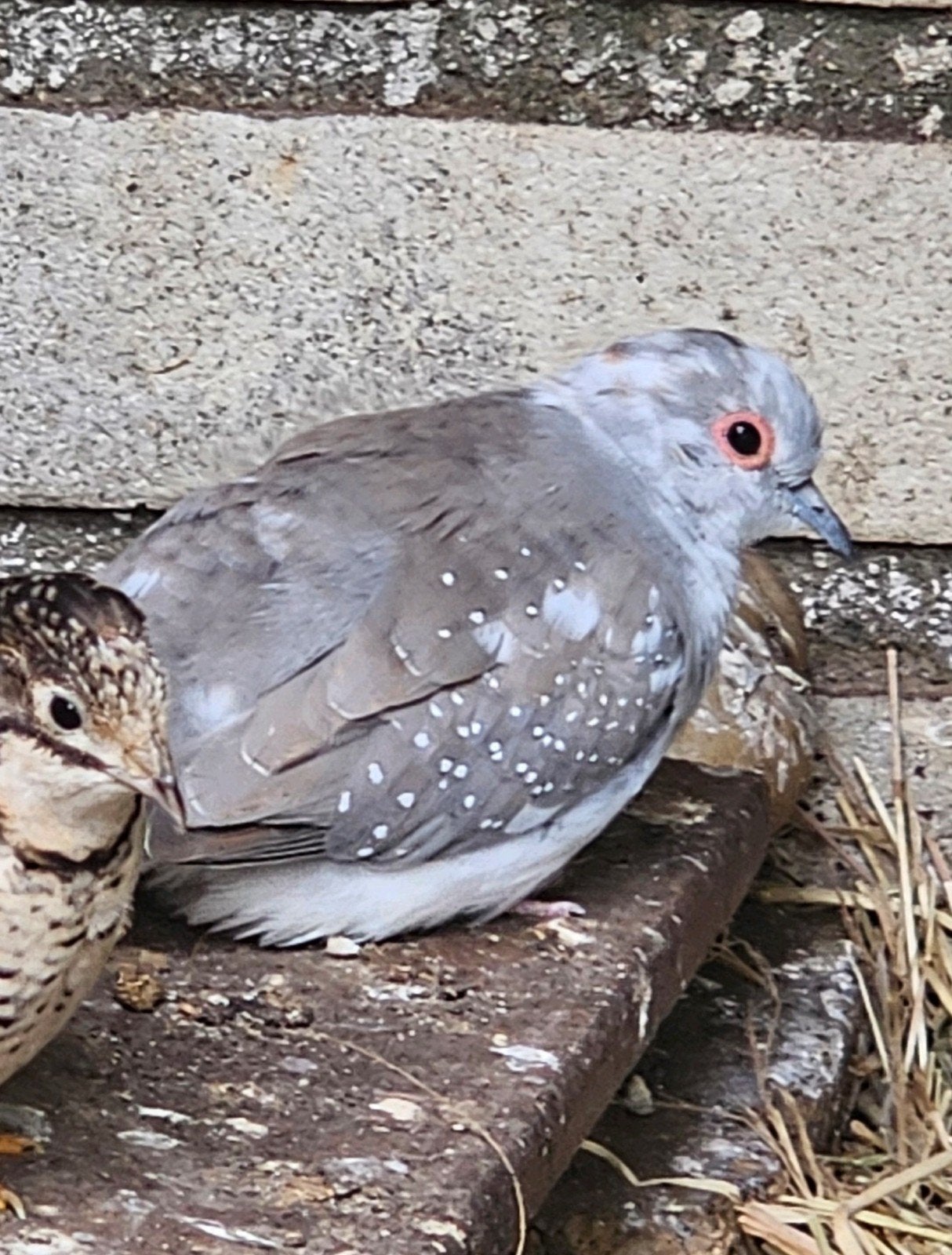 Meerdere bonte diamantduifjes te koop, Dieren en Toebehoren, Meerdere dieren, Overige soorten