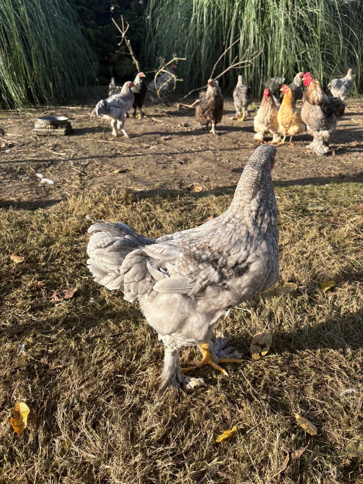 Brahma haantjes, Dieren en Toebehoren, Mannelijk, Kip
