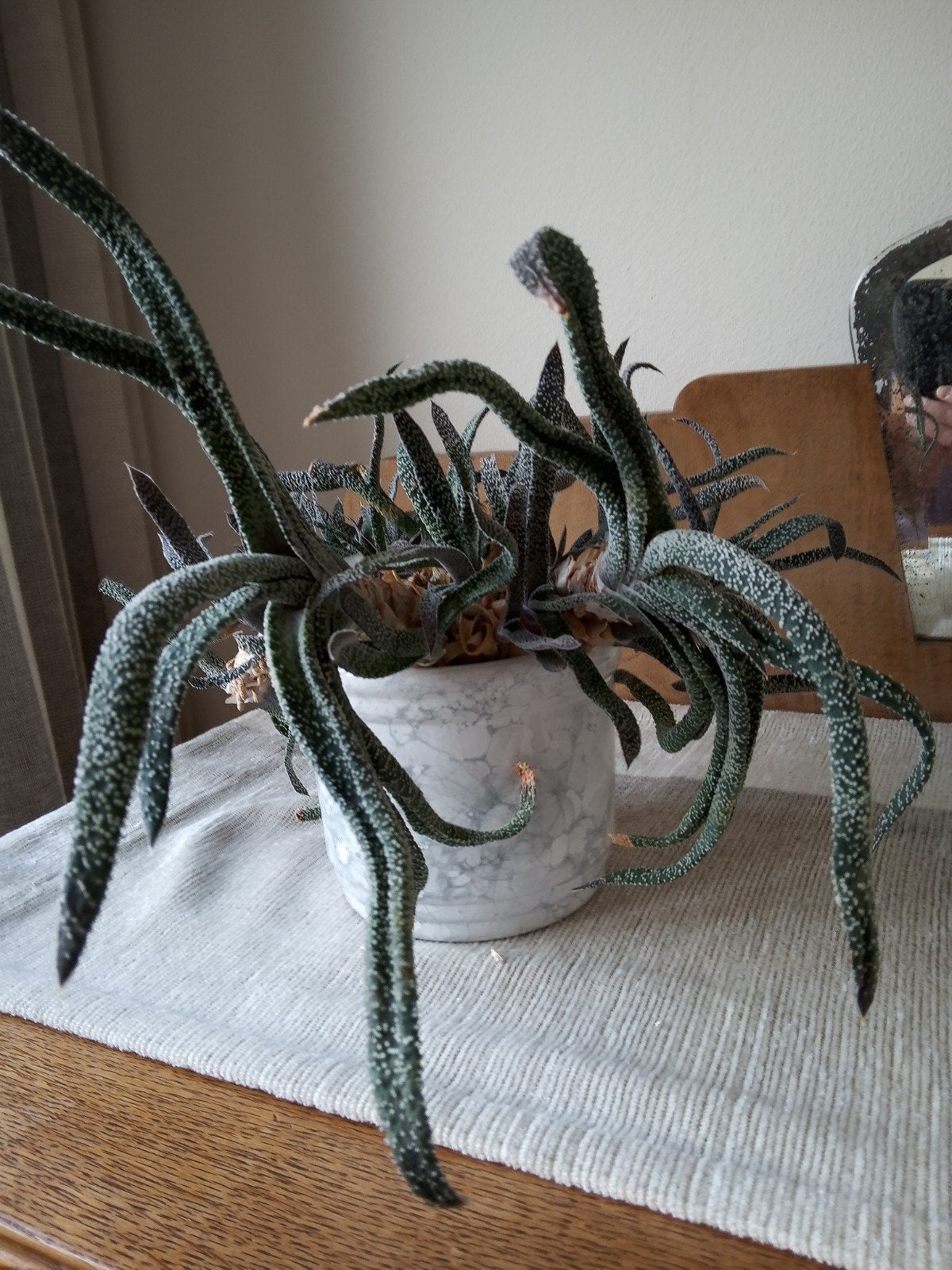 Gasteria kamerplant met roze bloemetjes in marmeren overpot, Ophalen, Vetplant, Halfschaduw, In pot