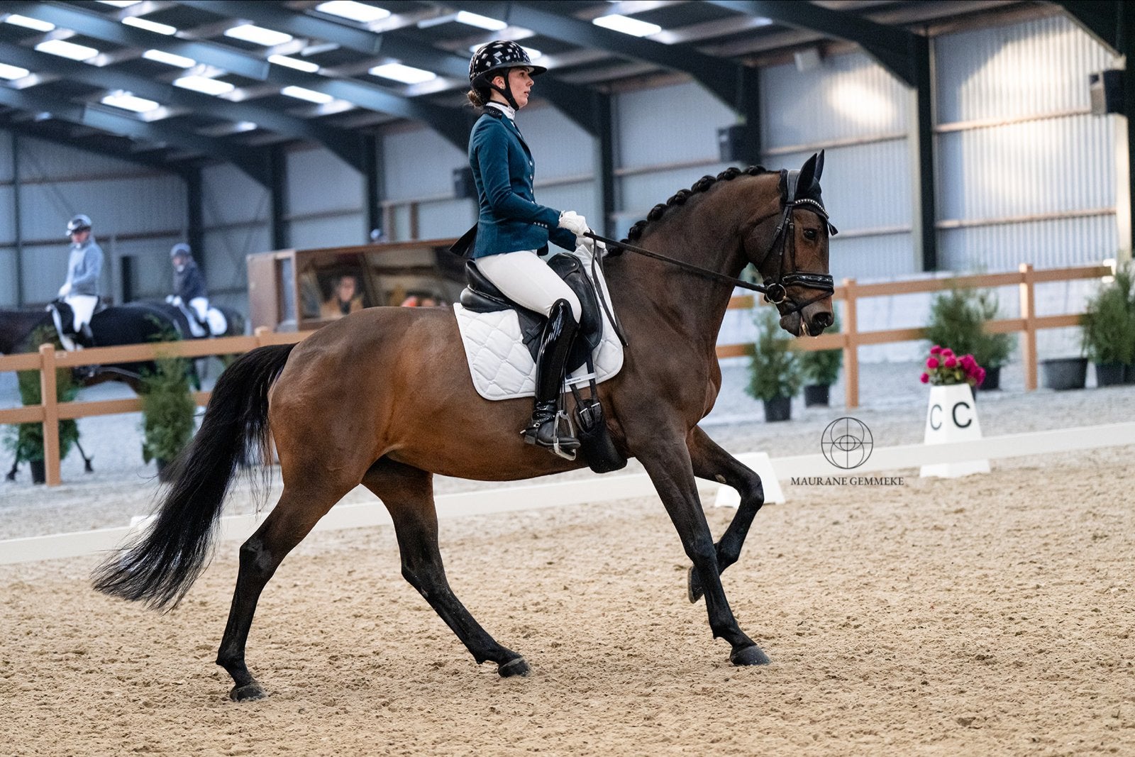 15 jarige dressuur merrie te koop, Dieren en Toebehoren, Merrie, Z, Dressuurpaard, 11 jaar of ouder