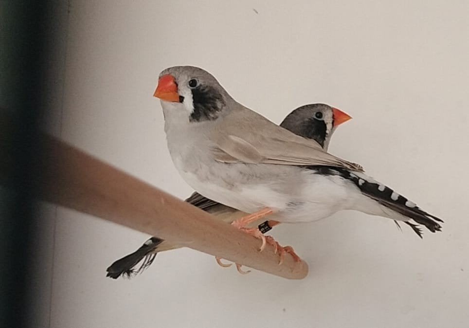 charcoal split zebravinken, Vrouwelijk, Tropenvogel, Geringd