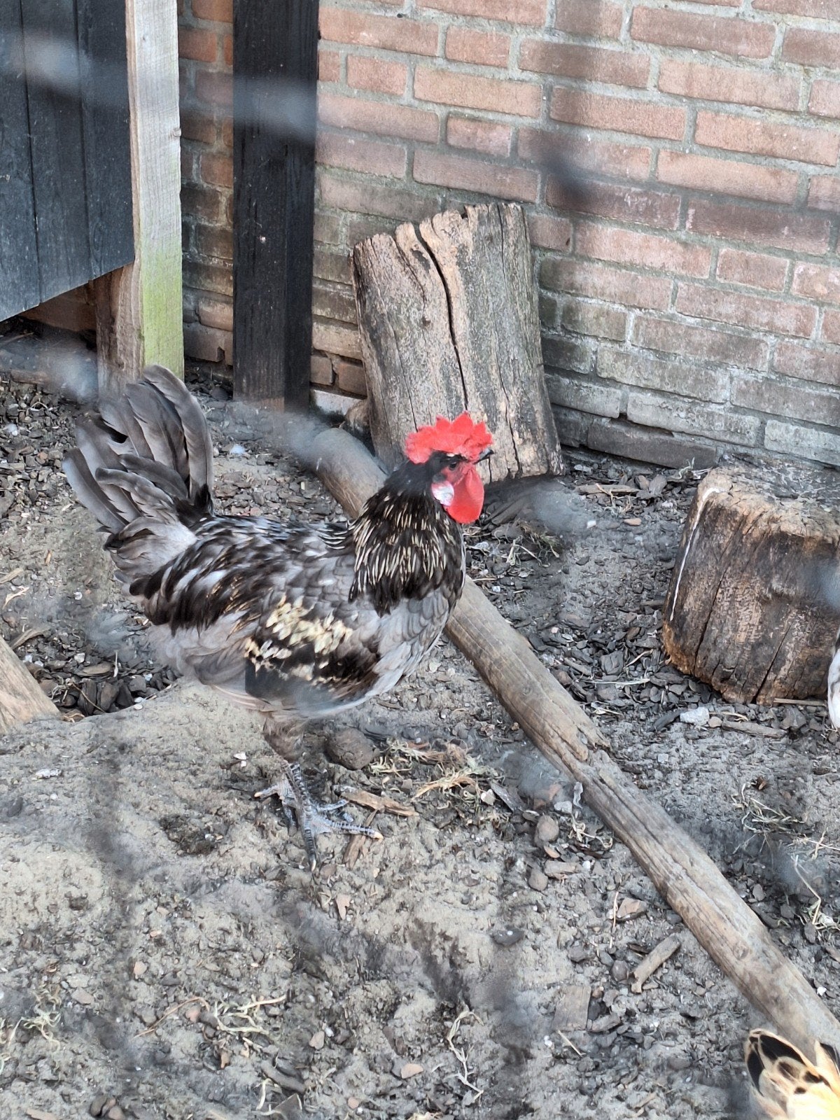 2 hanen, +/- 10 weken oud, Dieren en Toebehoren, Mannelijk, Kip