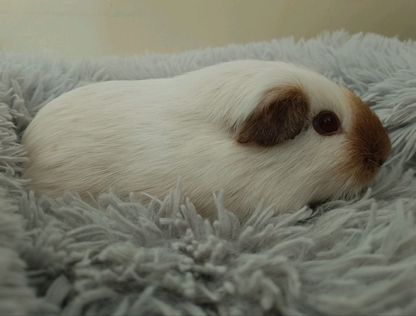 Wit california choco zeugje, November, Vrouwelijk, Cavia