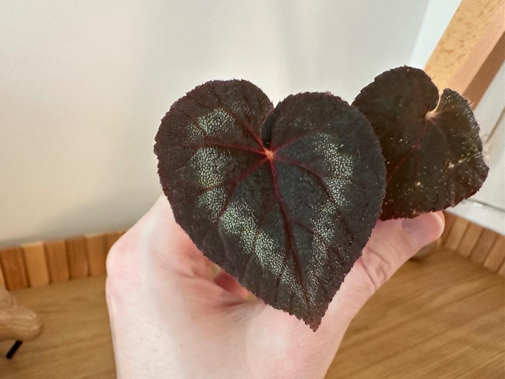 Begonia Cathayana, Huis en Inrichting, Kamerplanten, Ophalen of Verzenden, Halfschaduw, Minder dan 100 cm