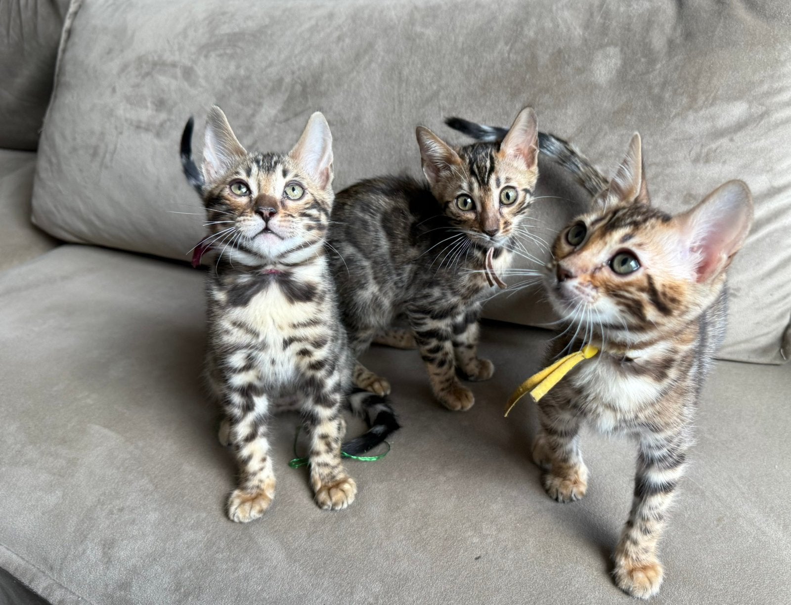 Prachtige bengaal kittens met stamboom, mogen verhuizen!, Meerdere dieren