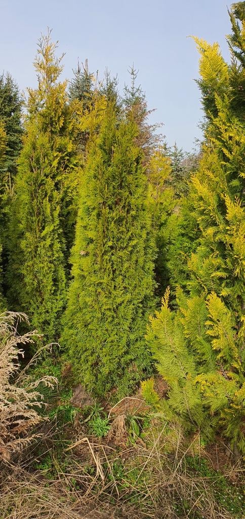 Bomen heesters coniferen etc tekoop aangeboden diversen mate, Ophalen, Conifeer, 100 tot 250 cm