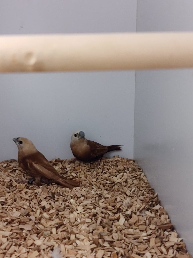 Witkopnon | Zeldzaam | Koppel, Dieren en Toebehoren, Vogels | Overige Vogels, Meerdere dieren, Tropenvogel, Geringd