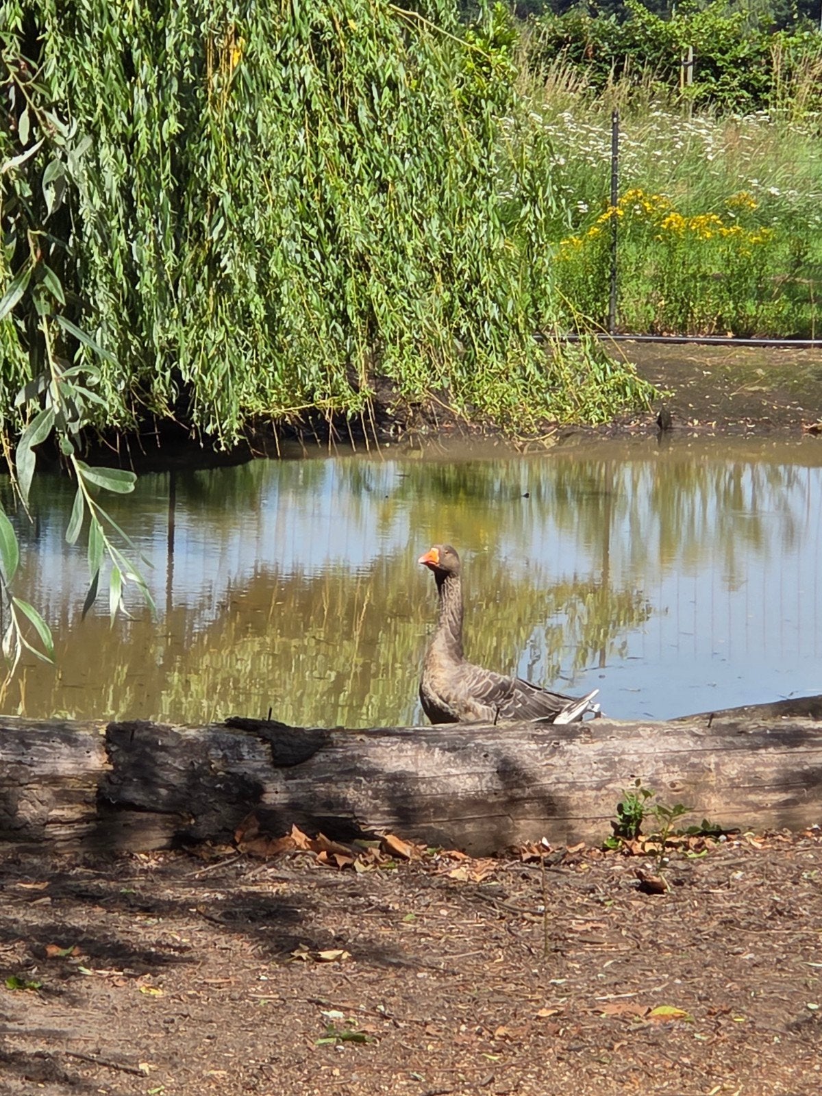 Toulouse gans mannetje, Mannelijk, Gans of Zwaan