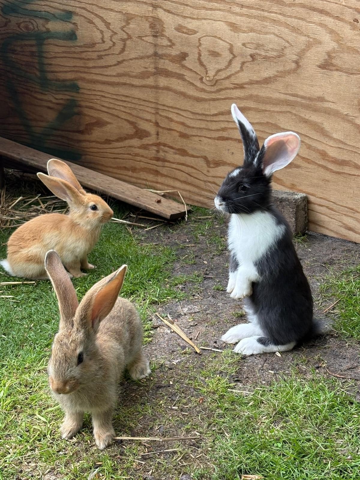 Vlaamse x duitse reus lampreien, Dieren en Toebehoren, Meerdere dieren, Groot