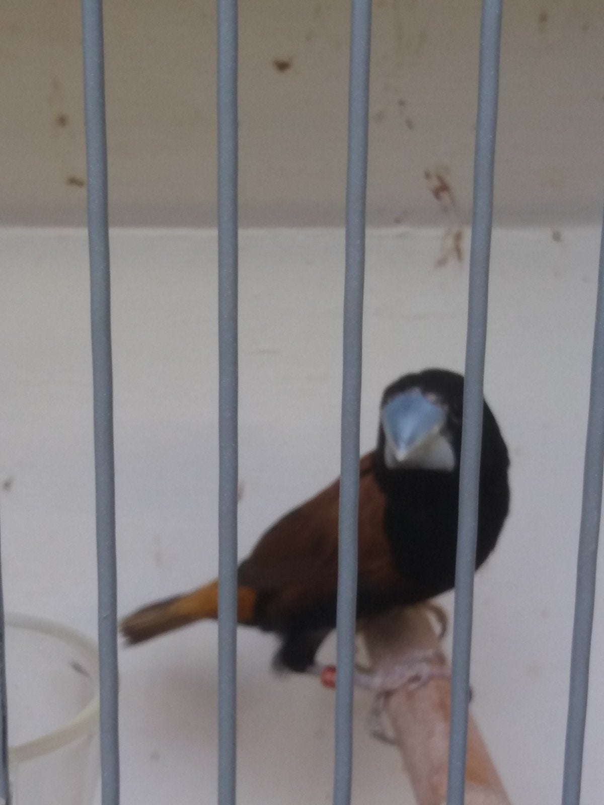 diksnavel nonnen 2 koppel, Meerdere dieren
