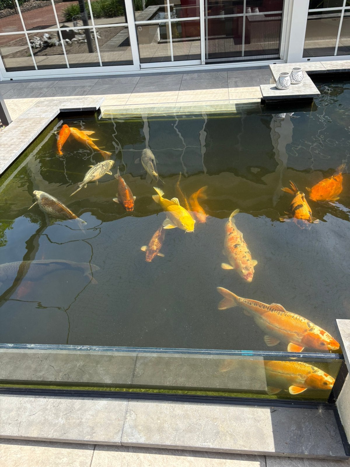 Vissen en Filter, Karper of Koi