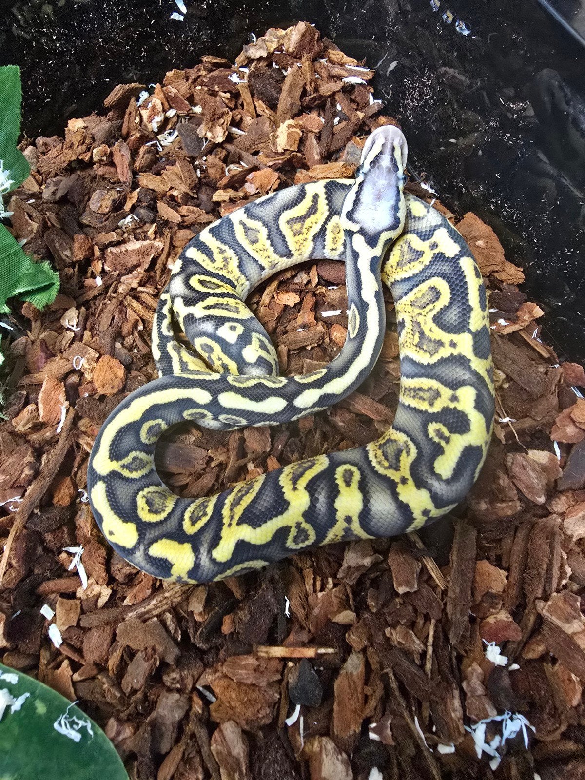 Koningspython (Python regius) – vele kleuren NK 2026 Ball Python photo 8