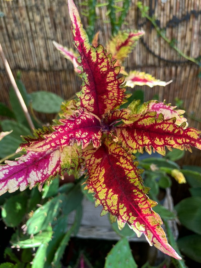 Coleus topstek️✂️, Bloeiende kamerplant, Ophalen of Verzenden, Halfschaduw, Minder dan 100 cm