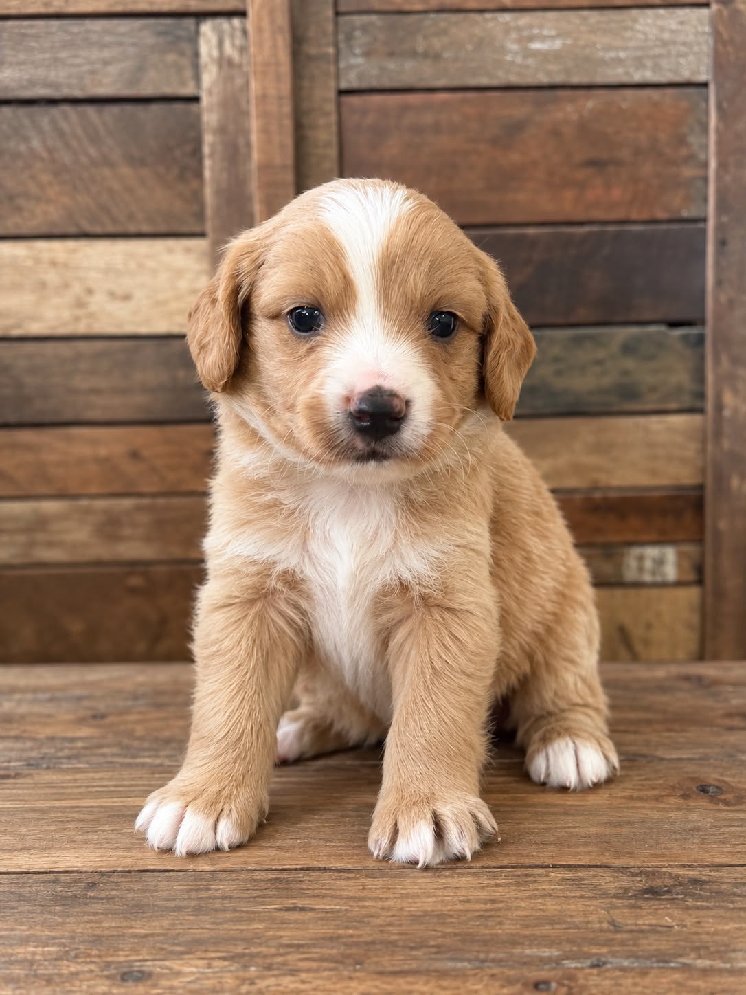 Maltipoo pups, maltezer x toy poedel, Nederland, Overige rassen, CDV (hondenziekte), 8 tot 15 weken