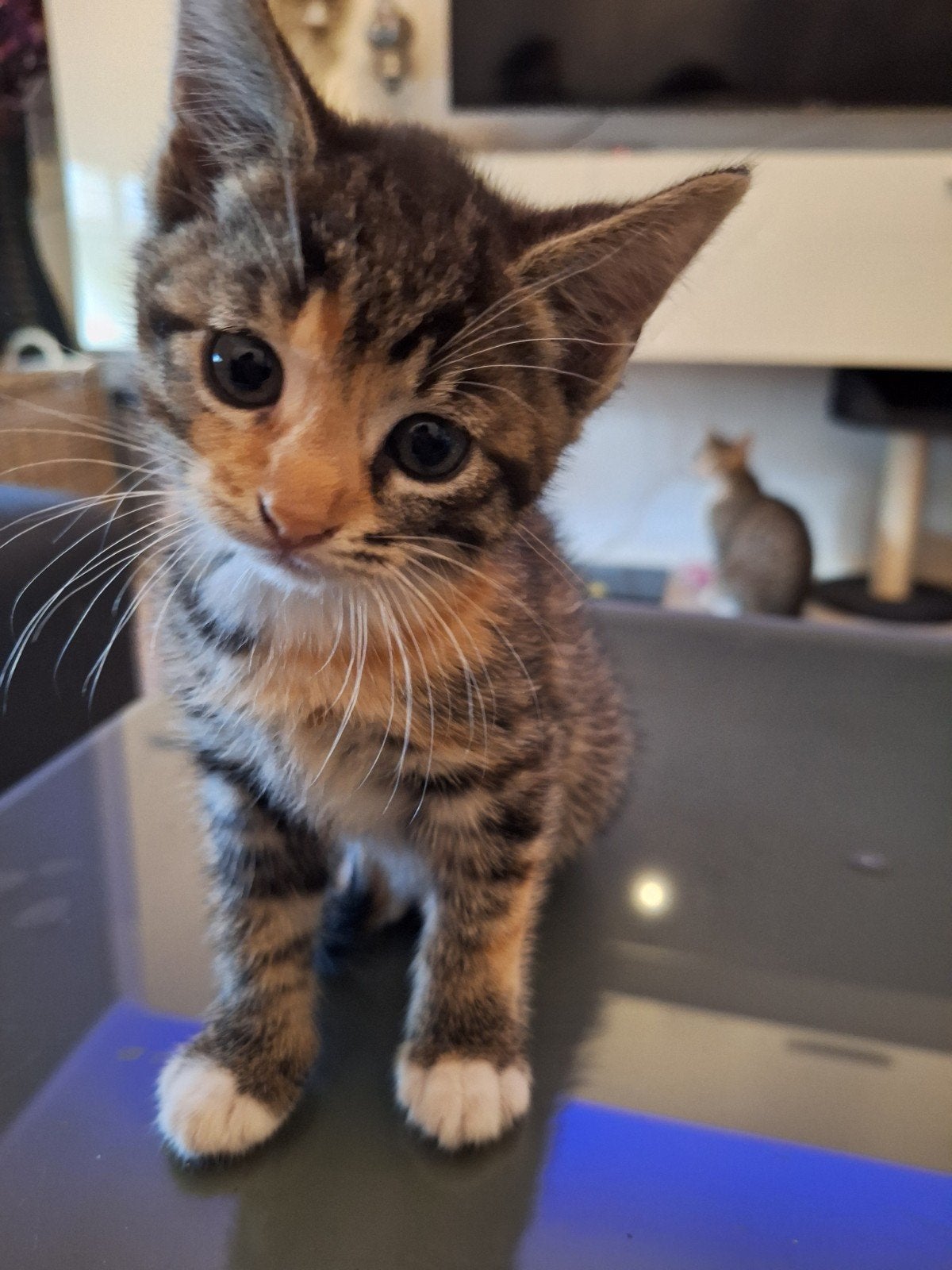 Kortharige Egyptische kitten, Poes
