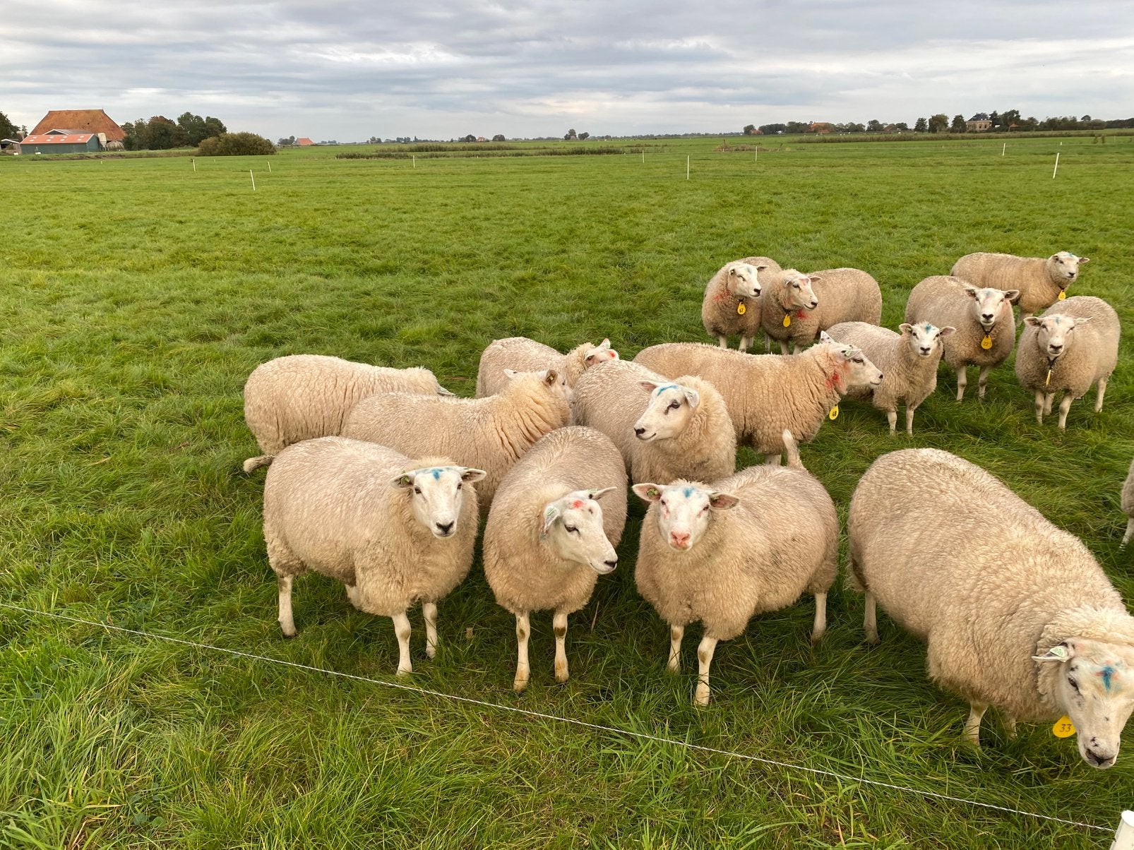Noordhollander Fokooien, Meerdere dieren, Schaap