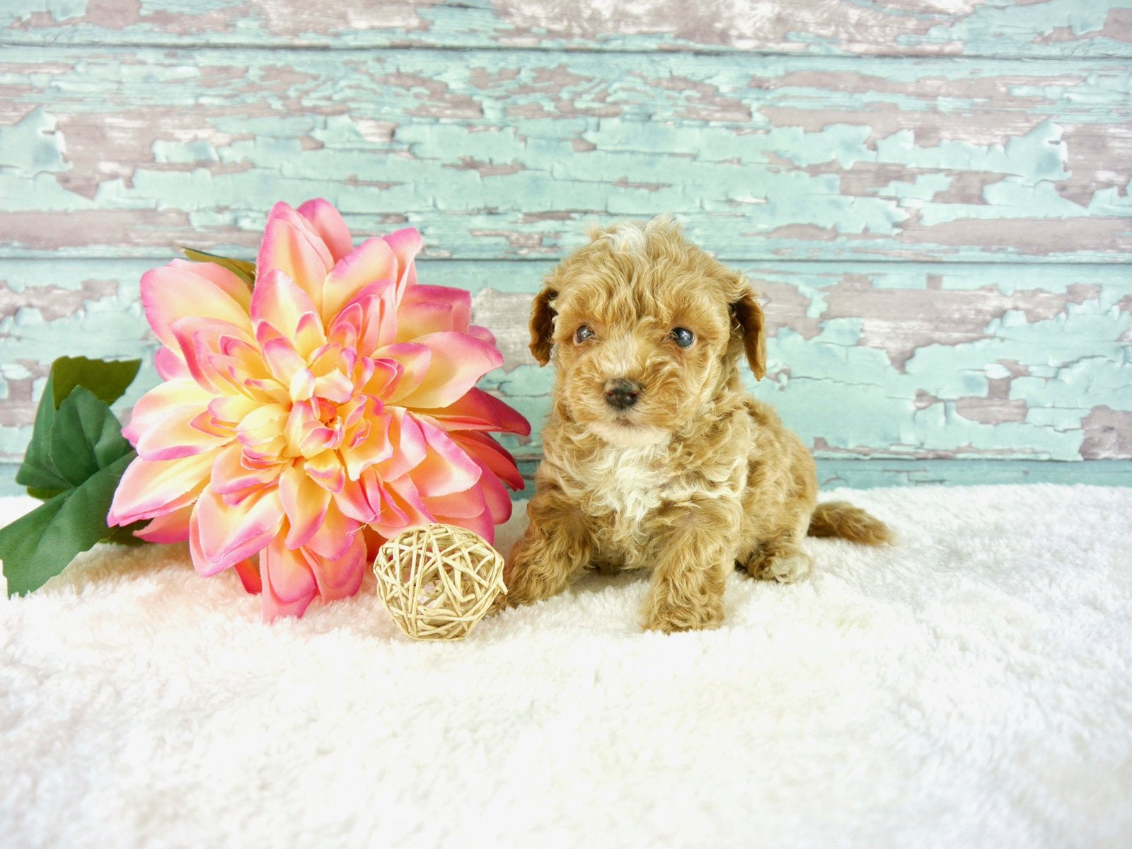 Prachtige 3/4 Toy Poedel pups beschikbaar, Parvo, Overige rassen, 8 tot 15 weken, Meerdere