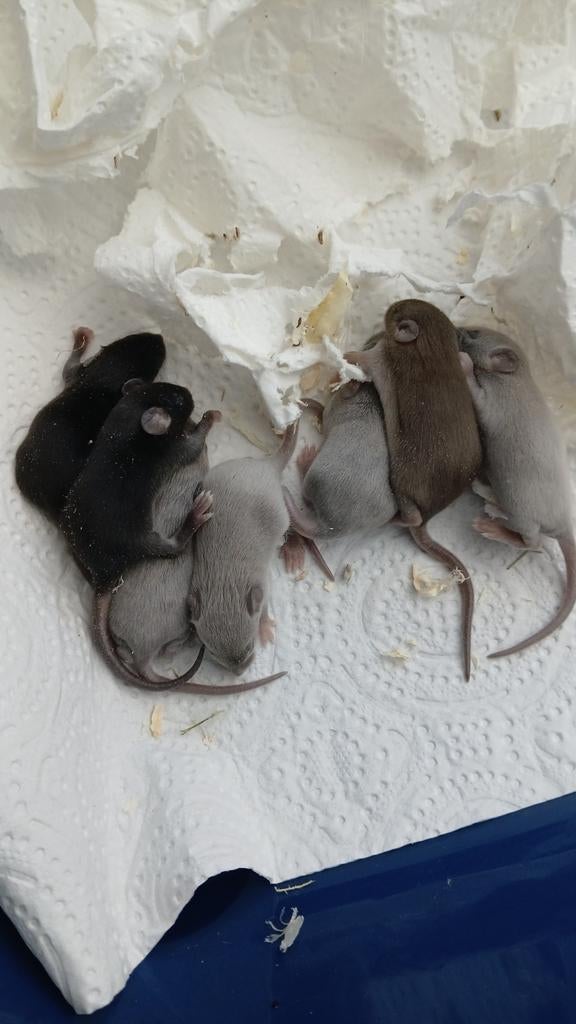 Live kleur/Siamese muizen, Dieren en Toebehoren, Knaagdieren, April, Muis, Meerdere dieren, Tam