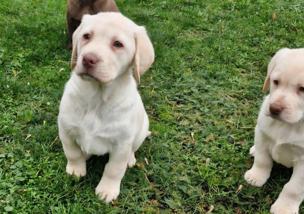 Choco   en blond labrador pups, Dieren en Toebehoren, Parvo, 8 tot 15 weken, Labrador retriever, Meerdere