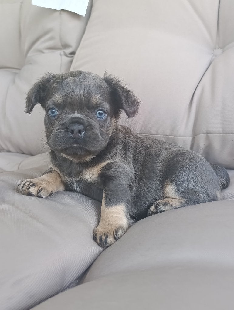 Franse bulldog fluffy Teefje, Parvo, België, Particulier, 8 tot 15 weken