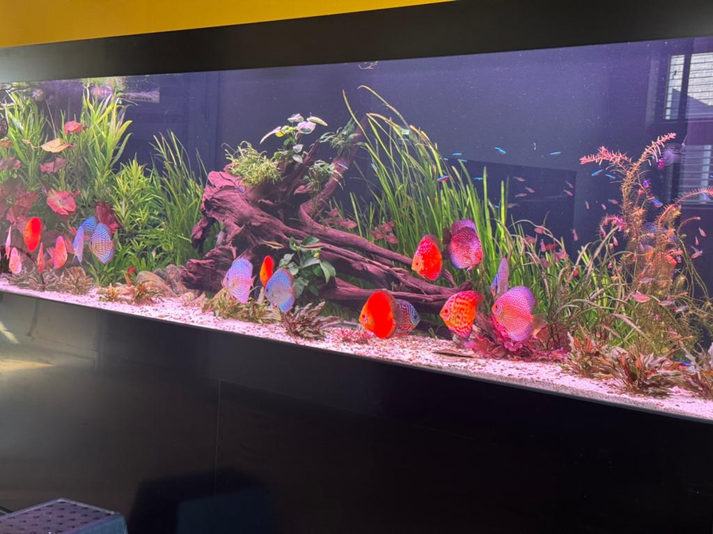 Aquariumplanten, Dieren en Toebehoren, Vissen | Aquariumvissen