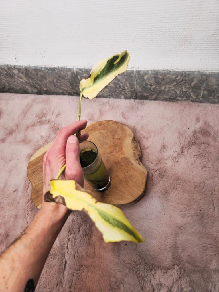 Monstera Neon Lava, Ophalen of Verzenden