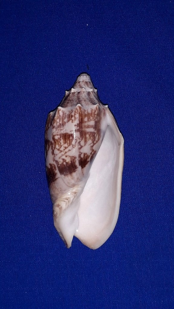 Schelpen, Cymbiola vespertilio, Ophalen of Verzenden, Schelp(en)