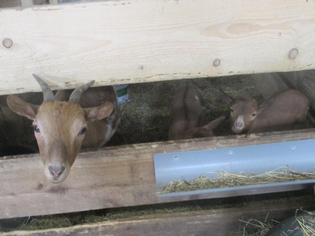 Moedergeit met 2 geitenjongen (bokjes), Dieren en Toebehoren, Meerdere dieren, Geit, 0 tot 2 jaar