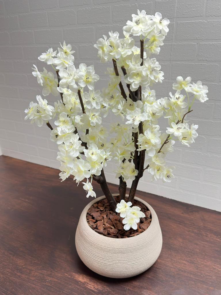 Petite Blossom, Ophalen, Nieuw