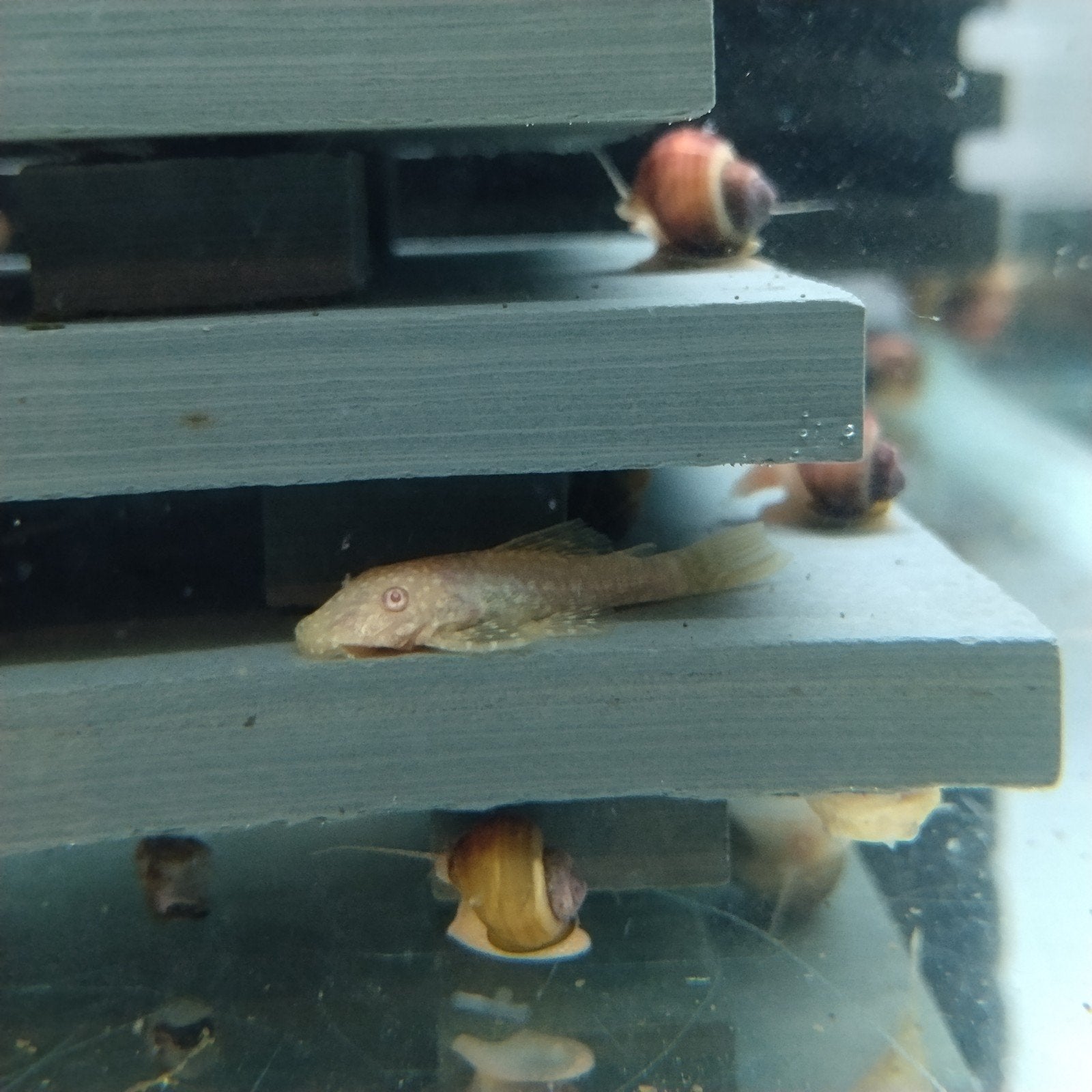 Albino Ancistrus, Dieren en Toebehoren, Vis, Zoetwatervis