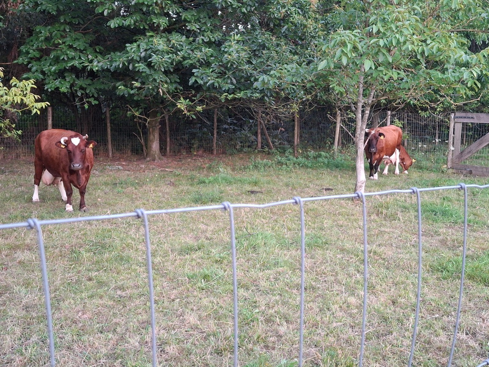2 brandrode koeien en 1 stier kalf, Dieren en Toebehoren, Meerdere dieren