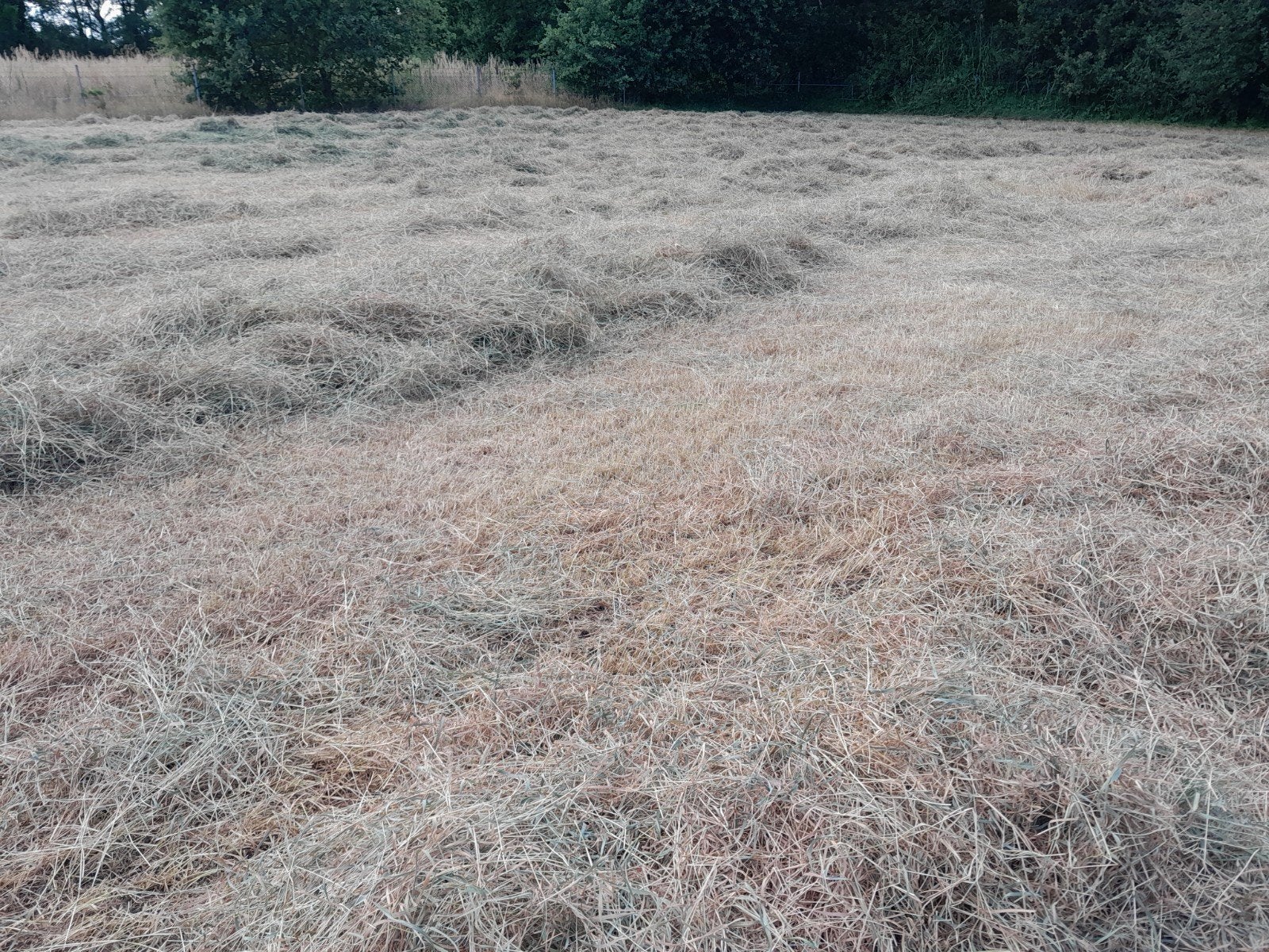 Vers hooi van goede kwaliteit, Dieren en Toebehoren, Ophalen, Vee