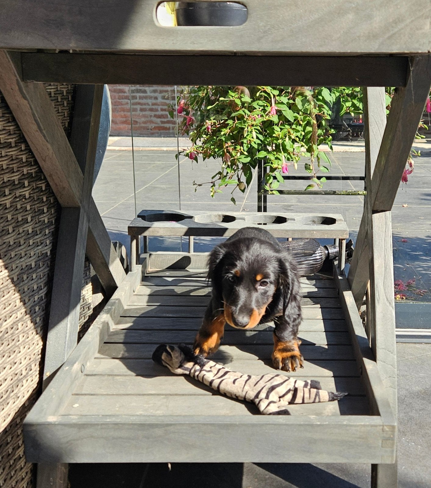 Dwergteckel pups, Dieren en Toebehoren, Korthaar, Dwerg, Meerdere, Meerdere dieren