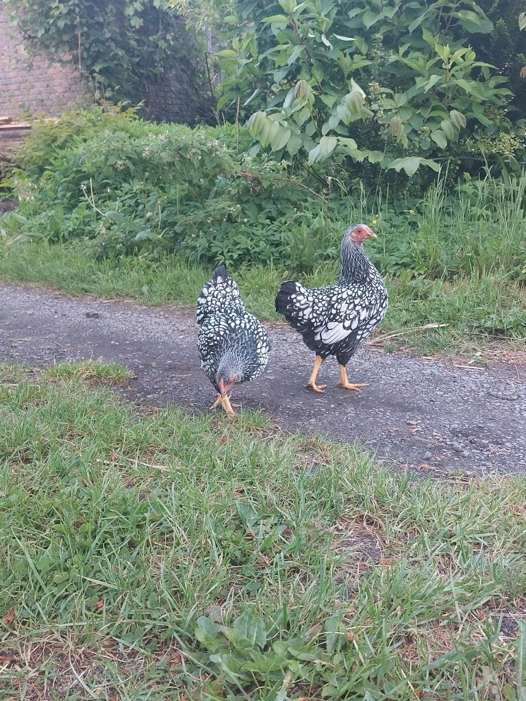 wyandottekriel kippen | Verschillende kleurslagen | elegant, Dieren en Toebehoren, Vrouwelijk, Kip